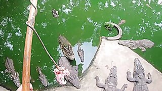 Crocodiles munching and making his amateur Thai GF cum hard